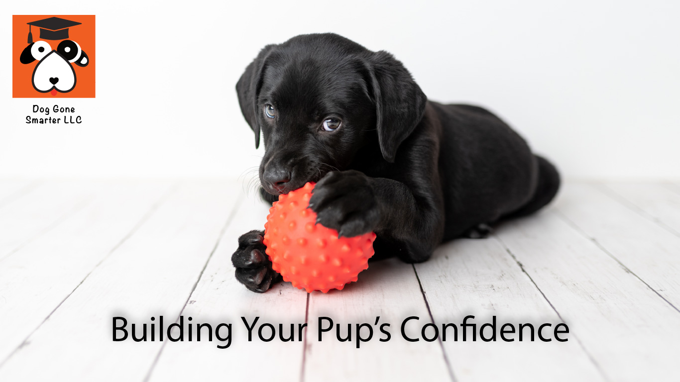Games For Puppies That Build Confidence 