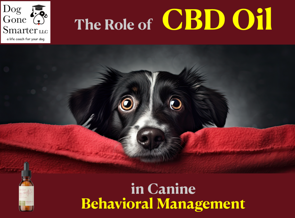 CBD Oil for Canine Behavior Management